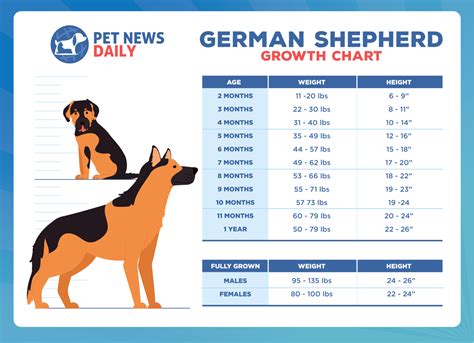 13 week old german shepherd|german shepherd puppy size chart.